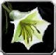 Item Amitié Fleur Perle-neige.jpg