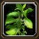 Item Herbe mystérieuse.jpg